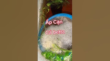 Ấp cạn cá betta | phần 1 | #thuducbettafarm #betta #animals #nguyentuan #shorts