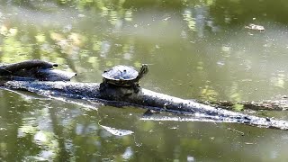 Summer Moments With Wildlife 🕊️🐢🐿️🌺🌼🐝 by quote_nature 228 views 7 months ago 6 minutes, 42 seconds