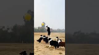 مشهد كوميدي لمجموعة من كلاب تلعب. A comic scene of a group of dogs playing