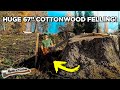 Felling a HUGE 67 inch Cottonwood Tree!