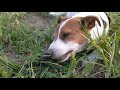Jack Russell Hunt a mouse 🐭🍴
