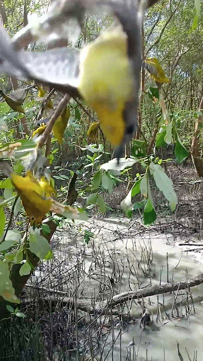 segerombolan pleci flavus #video #short #pleci #flavus