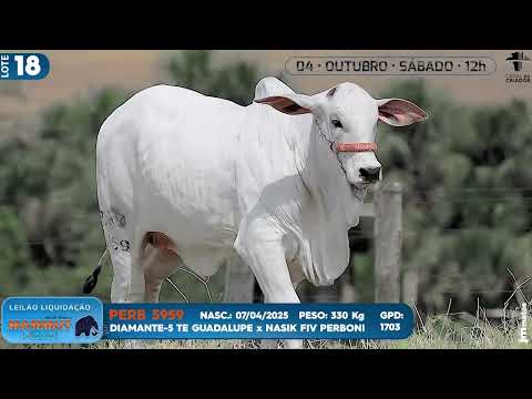 LOTE 18   PERB 5959