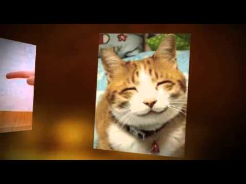Cat Food Coupons