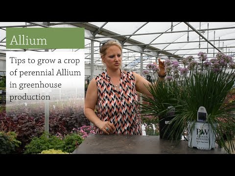 Video: Drumstick Allium Care – kuidas istutada Drumstick Alliumi sibulaid
