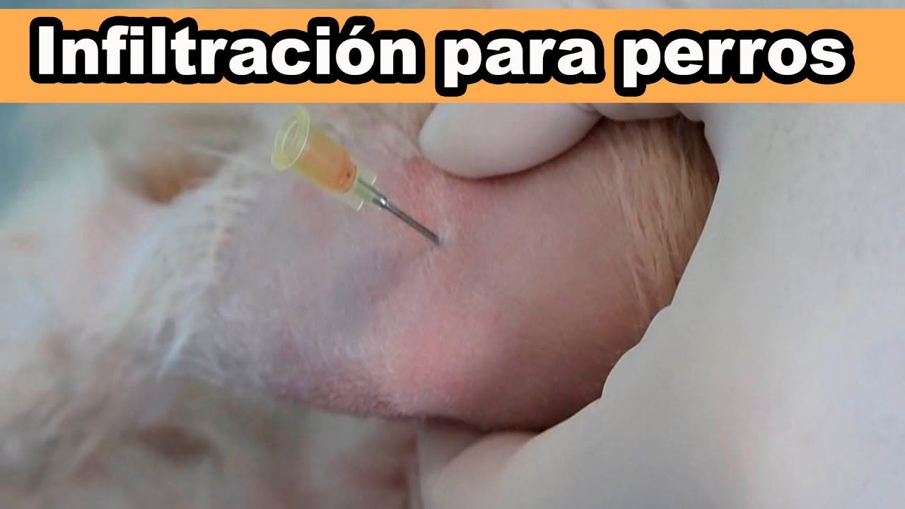 Infiltración de Rodilla / Perros - Duwang