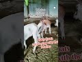 Baby Goats are playing with their mother | Baby Goats Fell Asleep While Playing with their mother