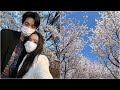 🇰🇷Цветение вишни в Сеуле