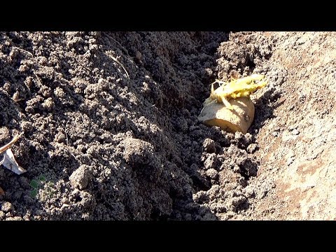Wideo: Sadzenie Bulw Ziemniaka