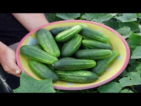 Video: Beheer van komkommerkewer: hoe om van komkommerkewers ontslae te raak