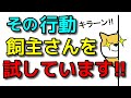 【犬 しつけ 噛み癖 甘噛み】飼主さんをためしている行動と対応法!!新！遠藤エマチャンネル【犬のしつけ＠横浜】