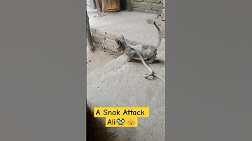 Cat & Snak attack Cat Video 2025😽#cat #funny #catlover #cute #shorts #snake #fight