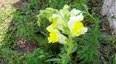 Gardening Tips : How to Grow Snapdragons - YouTube