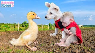 Bibi Has Fun With The Naughty Duck And The Pet Dog