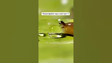 Yeni Bilgiler Serisi Mrhakki Fyp Mizah 