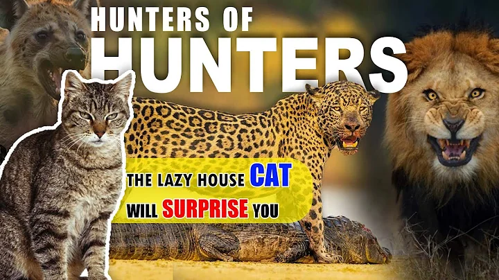 Top 10 Most Successful Hunters In The Animal Kingdom || Love Nature @top-10