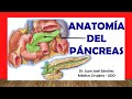 🥇 Anatomía del PÁNCREAS y los CONDUCTOS PANCREÁTICOS. Fácil, Rápido y Sencillo