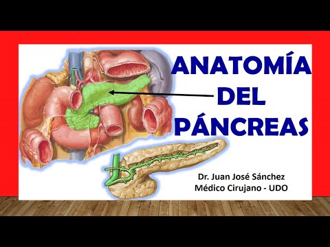 Vídeo: Páncreas Anatomía Y Diagrama - Mapas Corporales