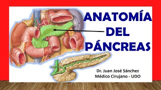 🥇 Anatomía del PÁNCREAS y los CONDUCTOS PANCREÁTICOS. Fácil, Rápido y Sencillo