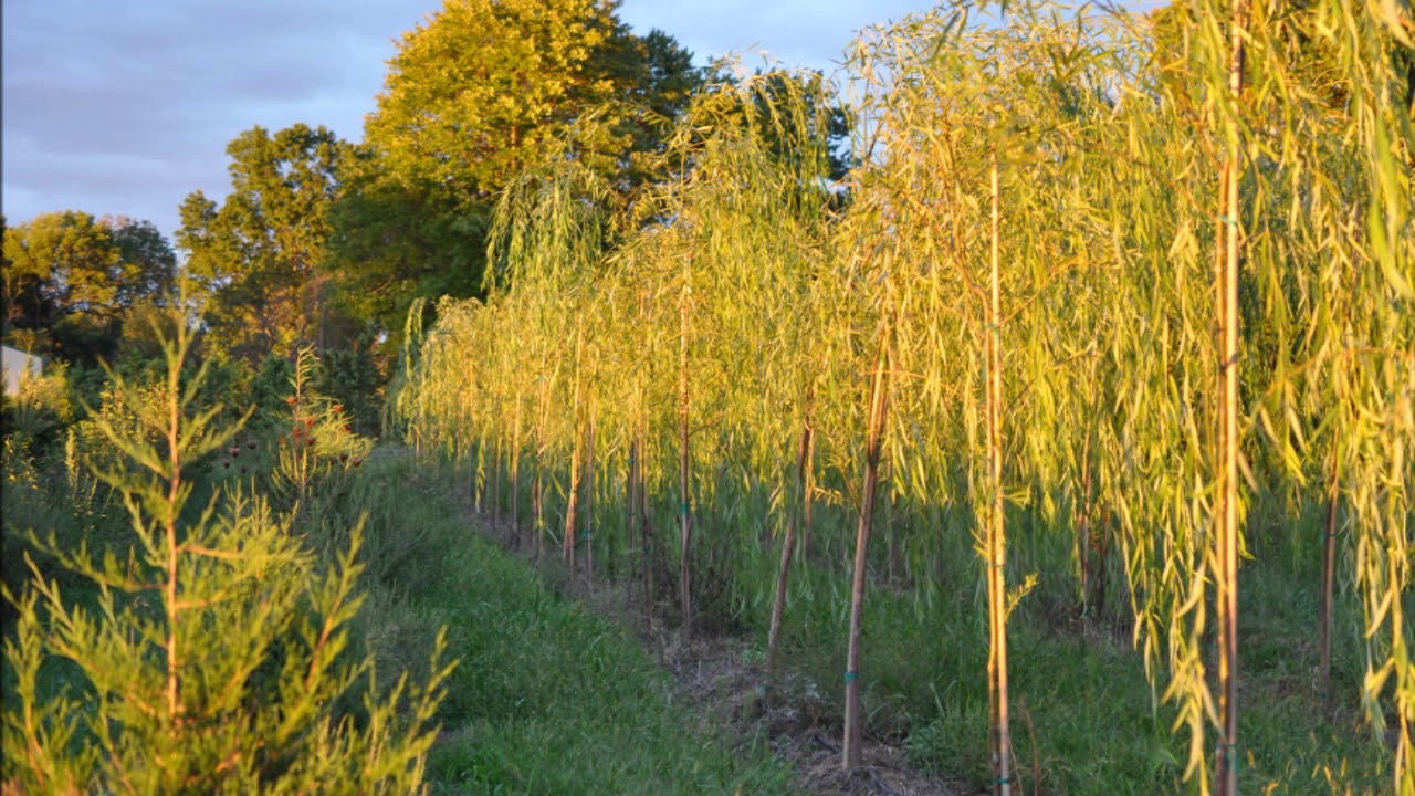 Weeping Willows Growing Them in a Pot and a Plastic bottle YouTube