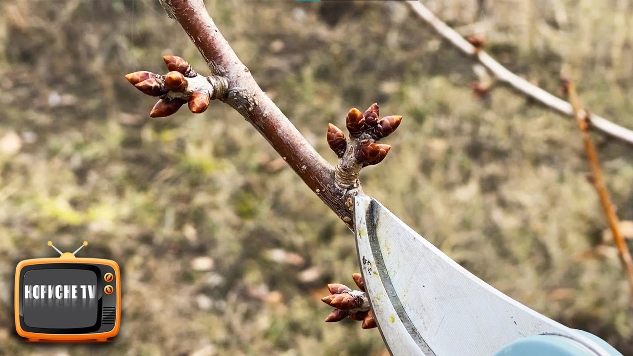 Нікого не слухайте, черешню не потрібно обрізати!!!