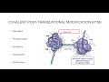 Histone Post Translational Modifications