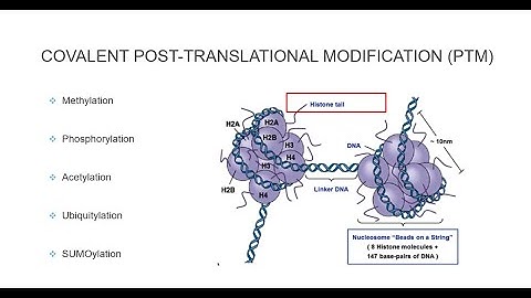 Histone Post Translational Modifications