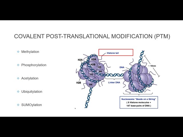 Post Translational Histone Modification - Definition Of Epigenetics - Most of the proteins that are translated from mrna undergo chemical modifications before becoming functional in different body cells.