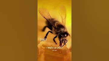 ﴿ وأوحى ربك الى النحل ﴾ - تلاوة خاشعة ✨ اسمع🎧 وتدبر - القارئ : عبد الله الموسى