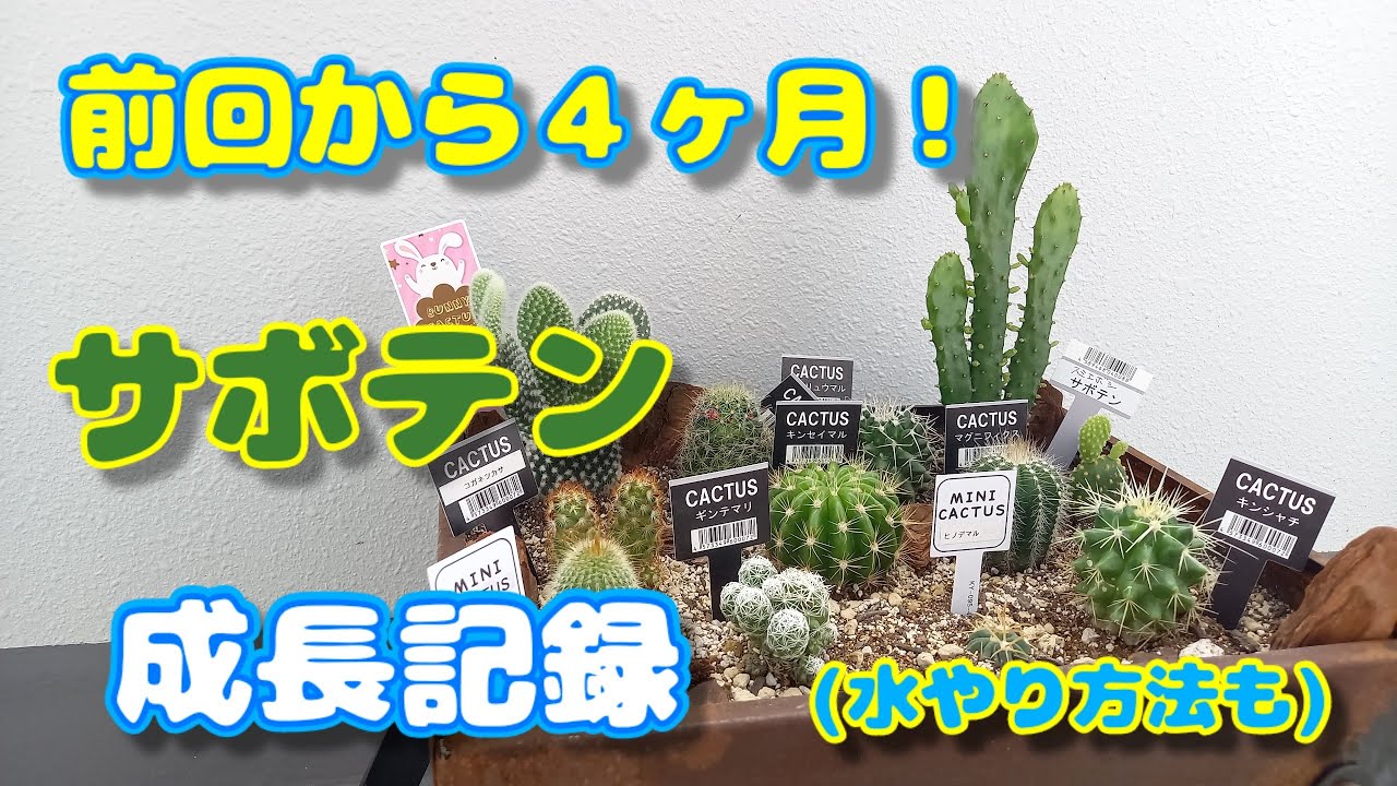 １００均サボテン寄せ植え成長記録！(ダイソー、キャンドゥ）