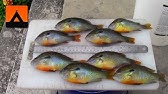 Bluegill and Bass Fishing with Penfishingrods.com - YouTube