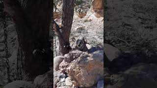 Mt lion in bobcat trap