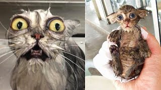 ГОНСКИЕ ПРИКОЛЫ С КОТАМИ. Мокрый бандит мяукало :D ГОНСКИЕ ПРИКОЛЫ С КОТАМИ. Мокрый бандит мяукало :D