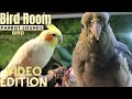 Bird room buddies  happy parrot sounds  parrot tv edition  3 hours  bird room tv