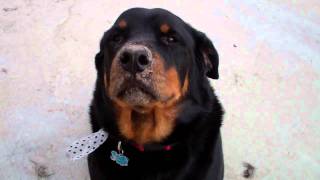 Rottweiler Digs Holes Gets Into Trouble
