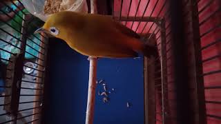Pleci wangi-wangi