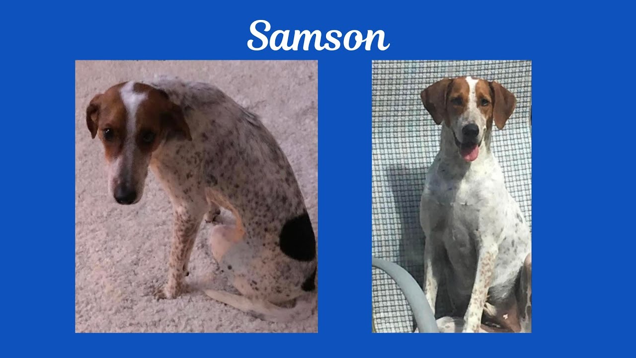 You helped us save these animals - thank you!