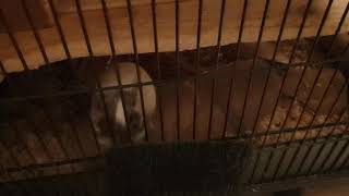 Degu Elisa being very angry at the brush and screaming at it pt2
