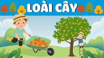 Tree | Dạy bé học Tiếng Anh về Các loài cây | Từ vựng về chủ đề loài cây | Vocabulary | Song ngữ