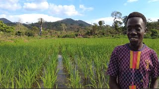 Khu Vườn Của trang trại Đã Khác Xưa Rất Nhiều || Tony Phong cuộc sống Châu Phi