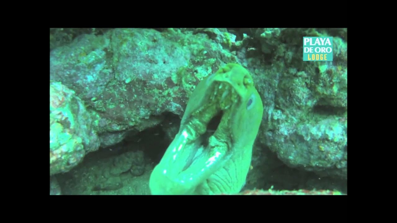 Bahia Solano • Fun Dive Experience • Lulo Colombia Travel