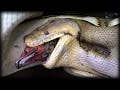 Python Eats Duck 01 Stock Footage