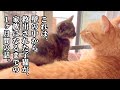 270グラムで救われた小さな子猫。1ヶ月後、家族になりました。【サビ猫あんず】