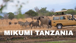 Exploring Mikumi National Park: A One-Day Adventure from Zanzibar | Tanzania Travel Vlog