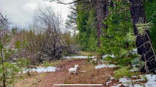 PEAK PAWS: Trekking Adventures with My West Highland TERRIER