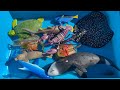 Learn sea animals for children with fun facts