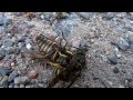 Wasp slays horse fly, then gets robbed!