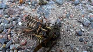 Wasp slays horse fly, then gets robbed!