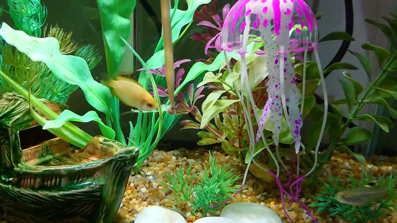 Gold Honey Dwarf Gourami & Pristella Tetra: Eating tubifex worms from a stick