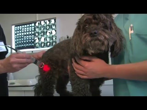 Vidéo: Utilisation Vétérinaire De La Thérapie Bactériophage Chez Les Animaux D'élevage Intensif